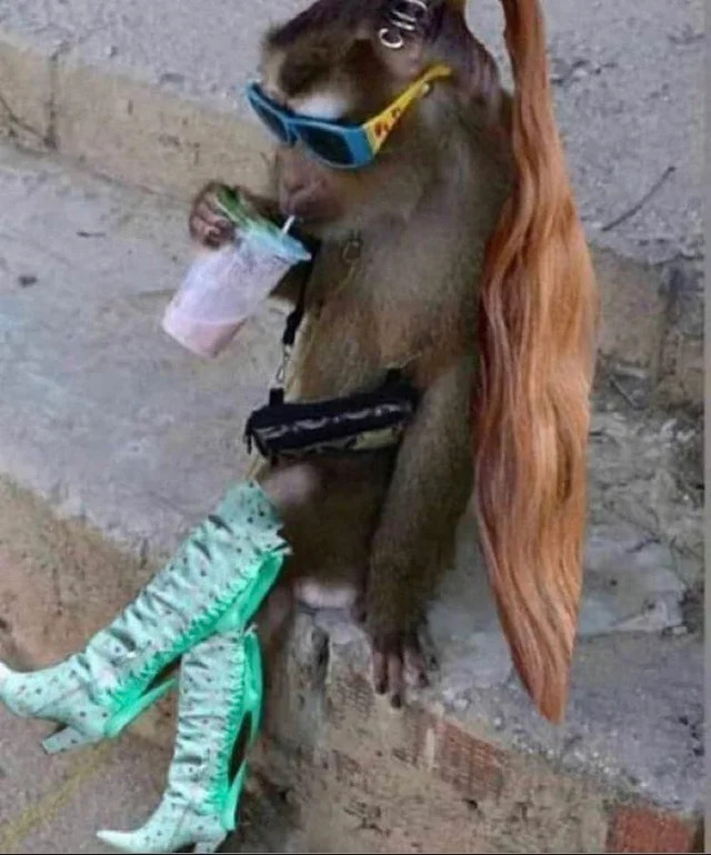 Picture of a monkey sitting cross-legged drinking a milshake with boots, a long ponytail, sunglasses and a handbag photoshopped on